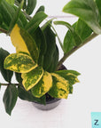 Zamioculcas zamiifolia Variegated ZZ Plant