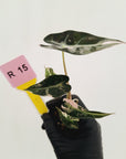 Alocasia Amazonica bambino Variegata - Bare Bottom Baby