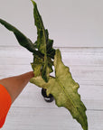 Alocasia sarian variegata
