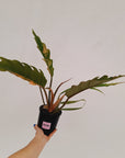 Philodendron serratum 'Caramel Marble'