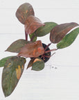 Philodendron 'Orange Princess' - FLASH SALE