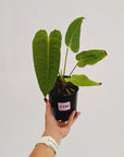 Anthurium veitchii