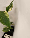 Monstera Deliciosa Mint - Bare Bottom Baby - SALE