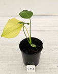 Monstera Deliciosa 'Mint'