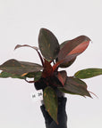 Philodendron 'Orange Princess' - FLASH SALE
