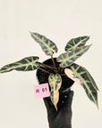 Alocasia Amazonica bambino Variegata
