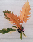 Philodendron serratum Caramel Marble