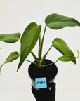 Monstera 'Burle Marx's Flame' - sale
