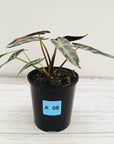 Alocasia Amazonica bambino Variegata
