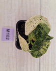 Alocasia baginda ‘Dragon Scale Mint’