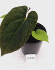 Anthurium 'Black Magic'