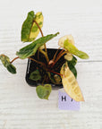 Philodendron billietiae Variegata