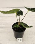 Anthurium Regale