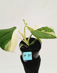 Monstera borsigiana 'Albo' - SALE