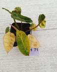 Philodendron billietiae Variegata