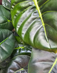 Alocasia Golden Bone - Perfectly Imperfect Plants