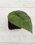 Alocasia melo 'Rhino Skin' Variegata