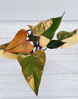 Philodendron erubescens Strawberry Shake
