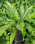 Spathiphyllum floribundum 'Jet Diamond'