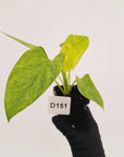 Homalomena sulcata ‘Cream Frost’ - SALE