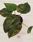 Alocasia ‘wentii’ Variegated - Sale