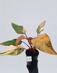 Philodendron erubescens Strawberry Shake - SALE