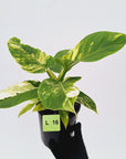 Philodendron imperial green variegata