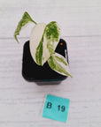 Monstera borsigiana 'Albo' - SALE
