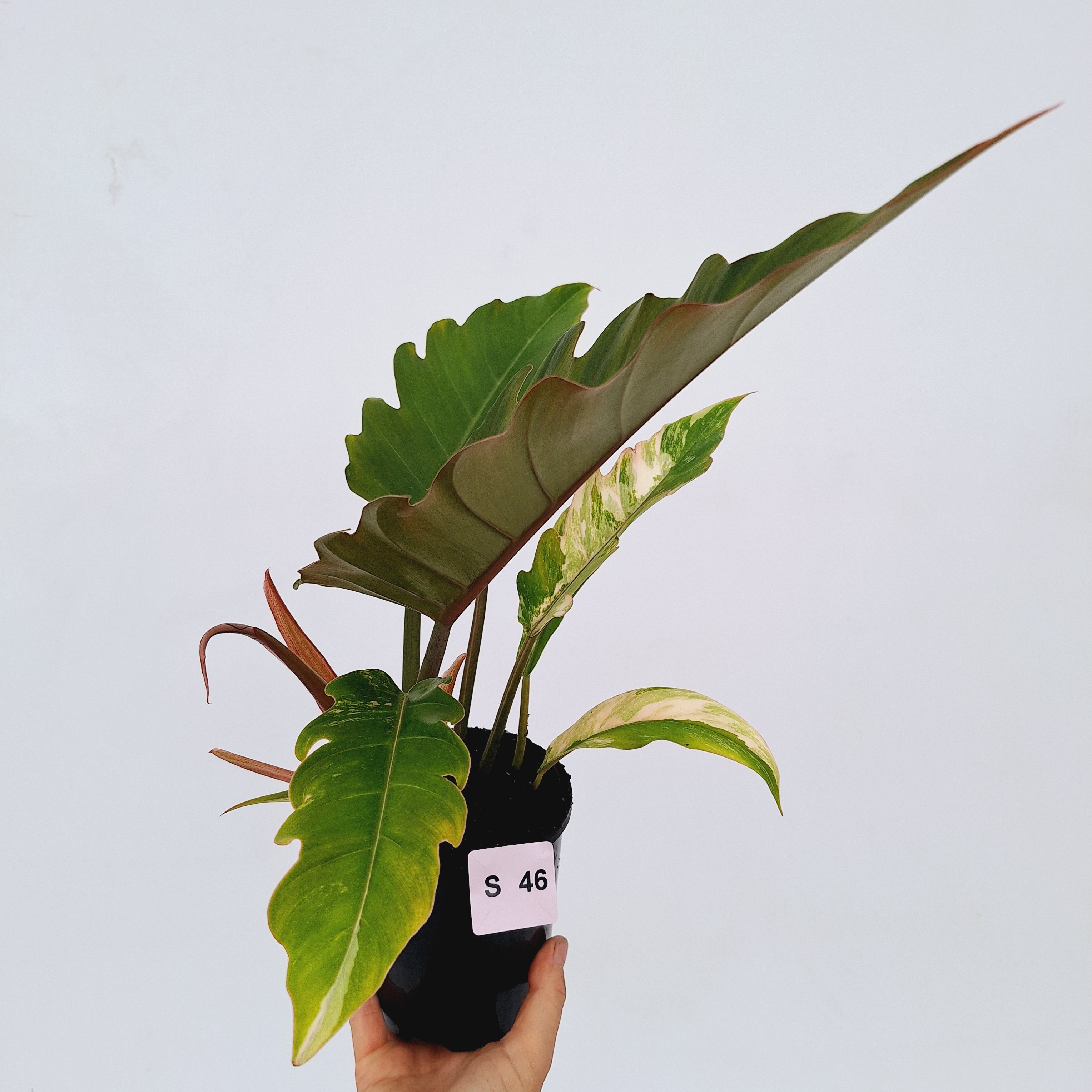 Philodendron serratum Caramel Marble