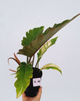 Philodendron serratum Caramel Marble