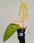 Philodendron 'Whipple Way' SALE