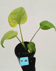 Monstera Deliciosa 'White Monster'