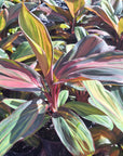 Cordyline fruticosa Willy's Gold