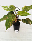 Philodendron 'Pink Princess Galaxy Marble' Sport - Perfectly Imperfect