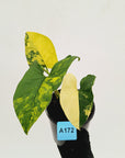 Syngonium podophyllum 'Gold'