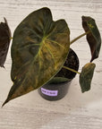 Alocasia ‘wentii’ Variegated - Sale