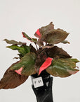 Homalomena rubescens Flaming Red Variegata