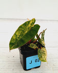 Philodendron billietiae Variegata