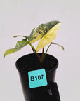 Alocasia ‘Simpo Aurea’ Variegata