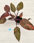 Philodendron 'Orange Princess'