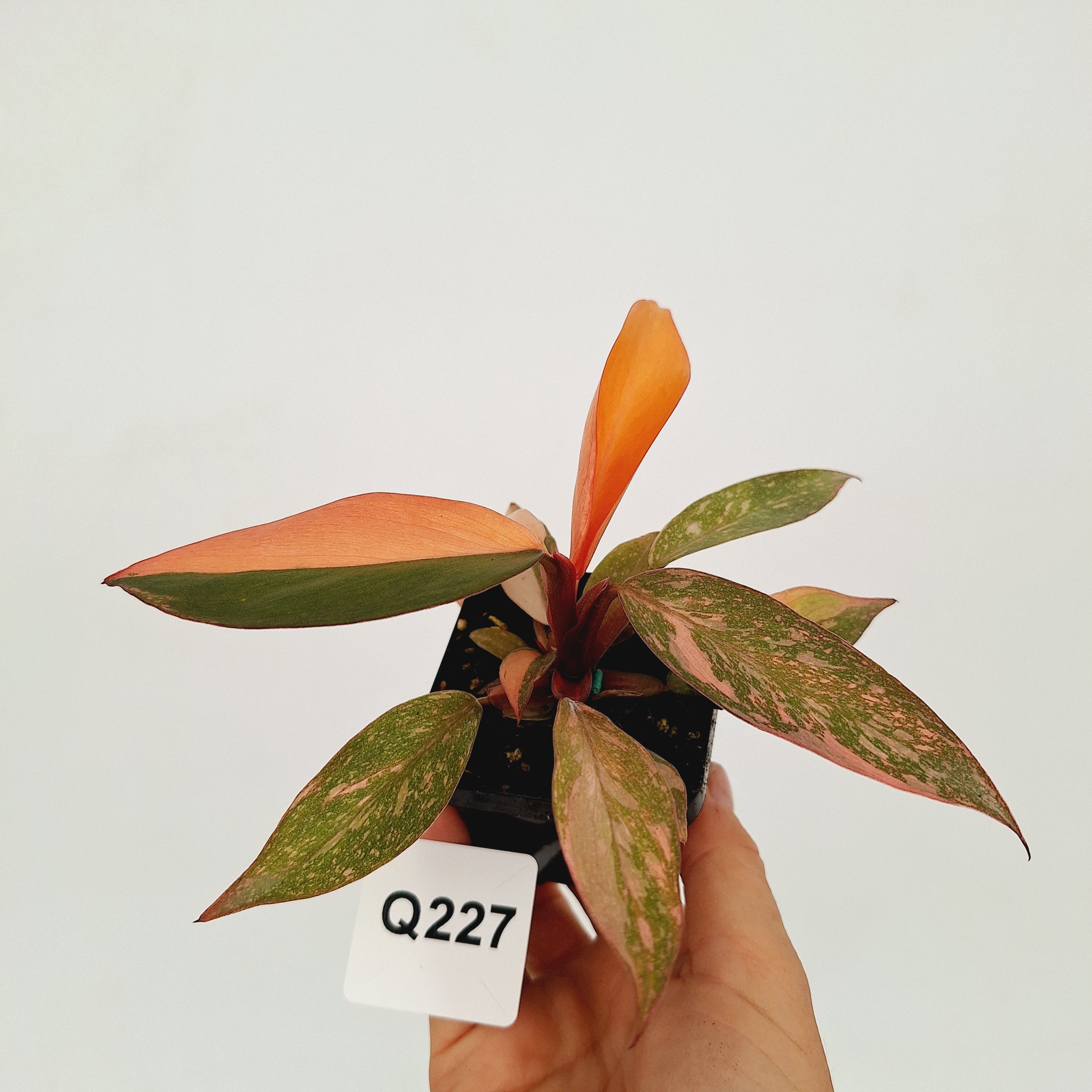 Philodendron 'Orange Princess'