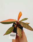 Philodendron 'Orange Princess'