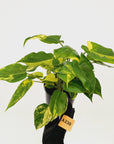 Philodendron Burle Marx variegata