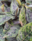 Aglaonema pictum tricolor × rotundum ‘Red Army’ - Bare Bottom Baby
