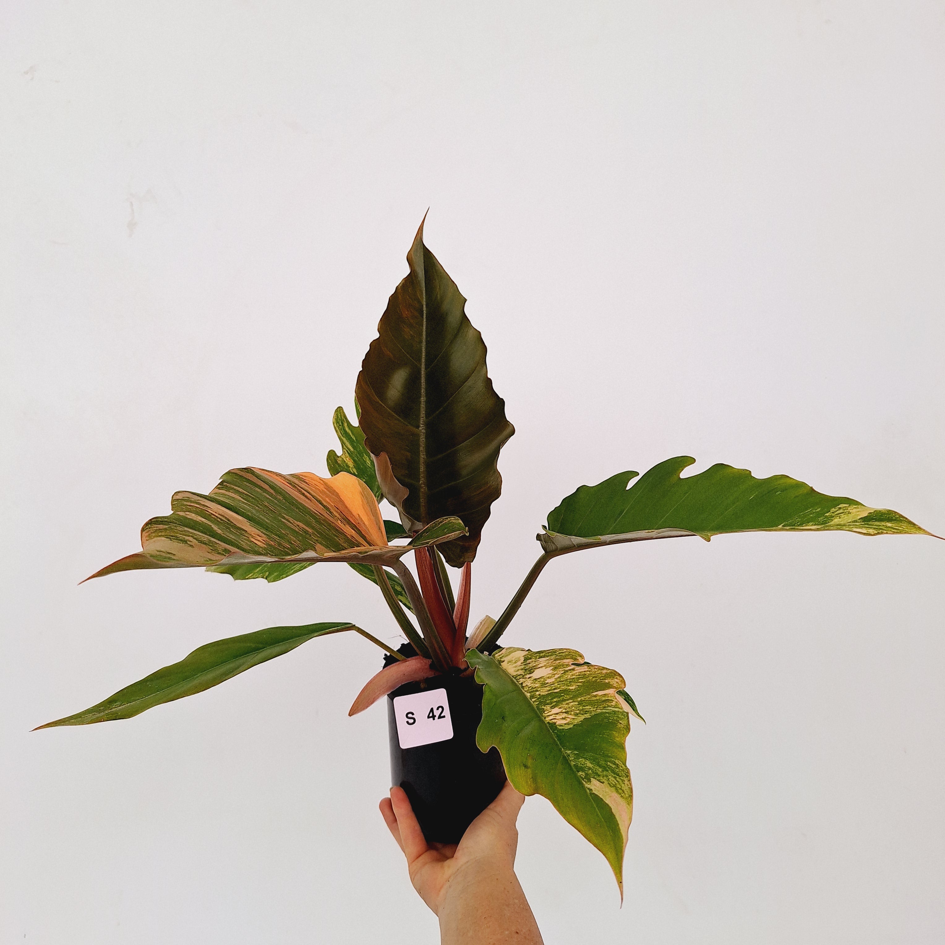 Philodendron serratum Caramel Marble