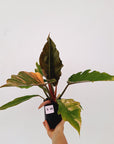 Philodendron serratum Caramel Marble