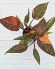 Philodendron 'Orange Princess' - FLASH SALE
