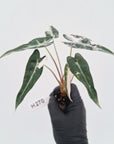 Alocasia Amazonica bambino Variegata - Bare Bottom Baby - SALE