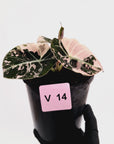 Alocasia reginula 'Black Velvet variegata'