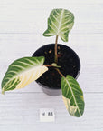 Phyllotaenium lindenii Magnificum Variegata - sale